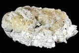 Golden Crystal Filled Fossil Gastropod - Ruck's Pit #48320-1